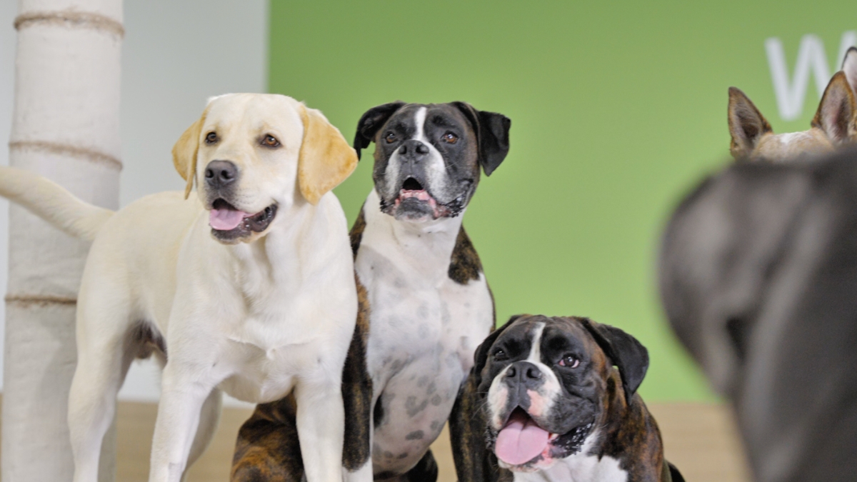 dog boarding yorba linda — Brea