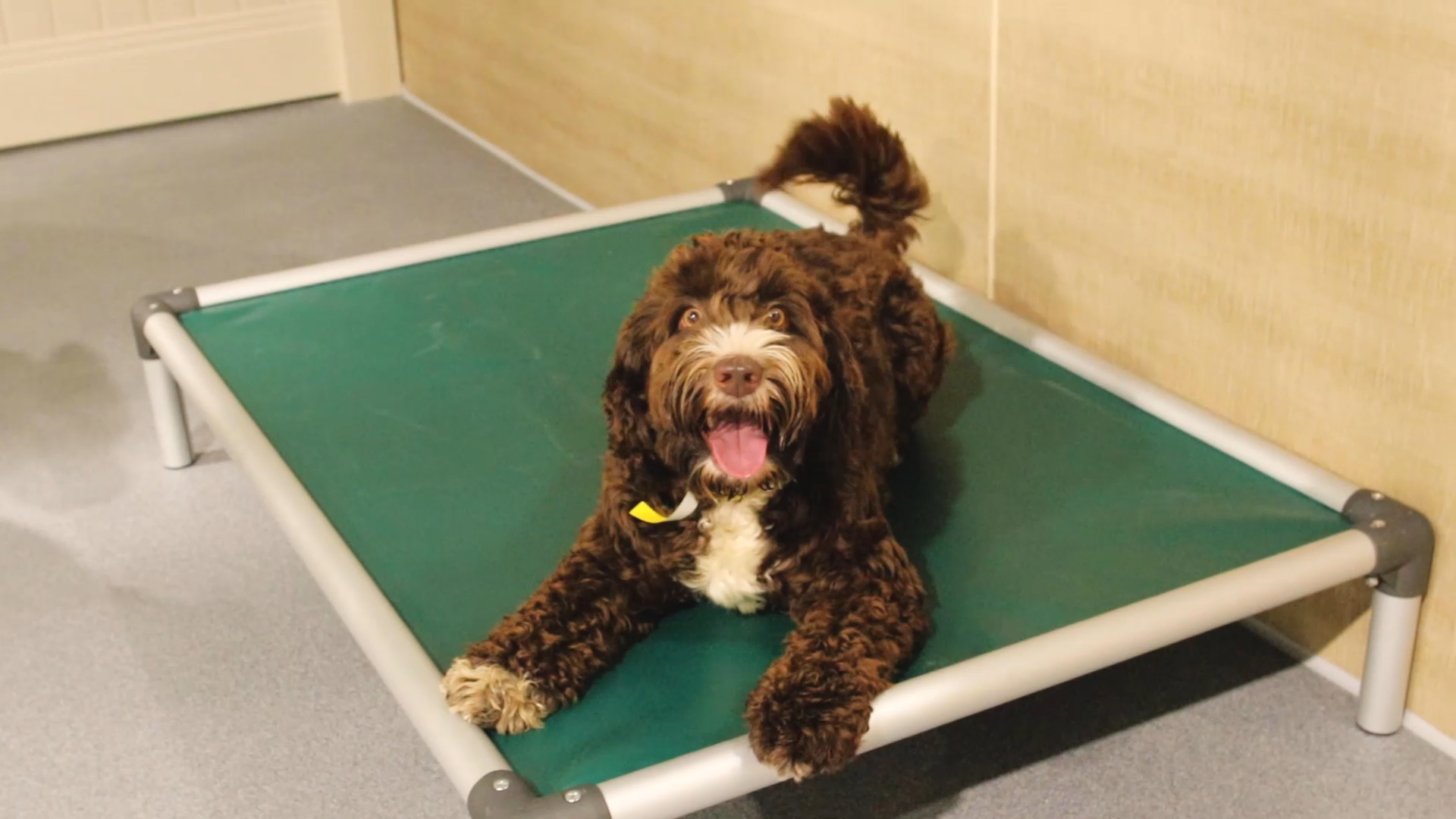 dog boarding yorba linda — Brea