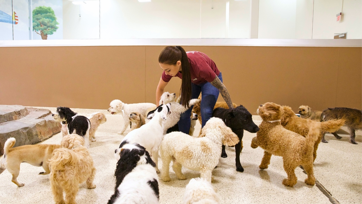 dog boarding yorba linda — Brea